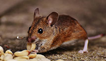 24 Hour & Emergency Exterminators in South Lake Tahoe, CA